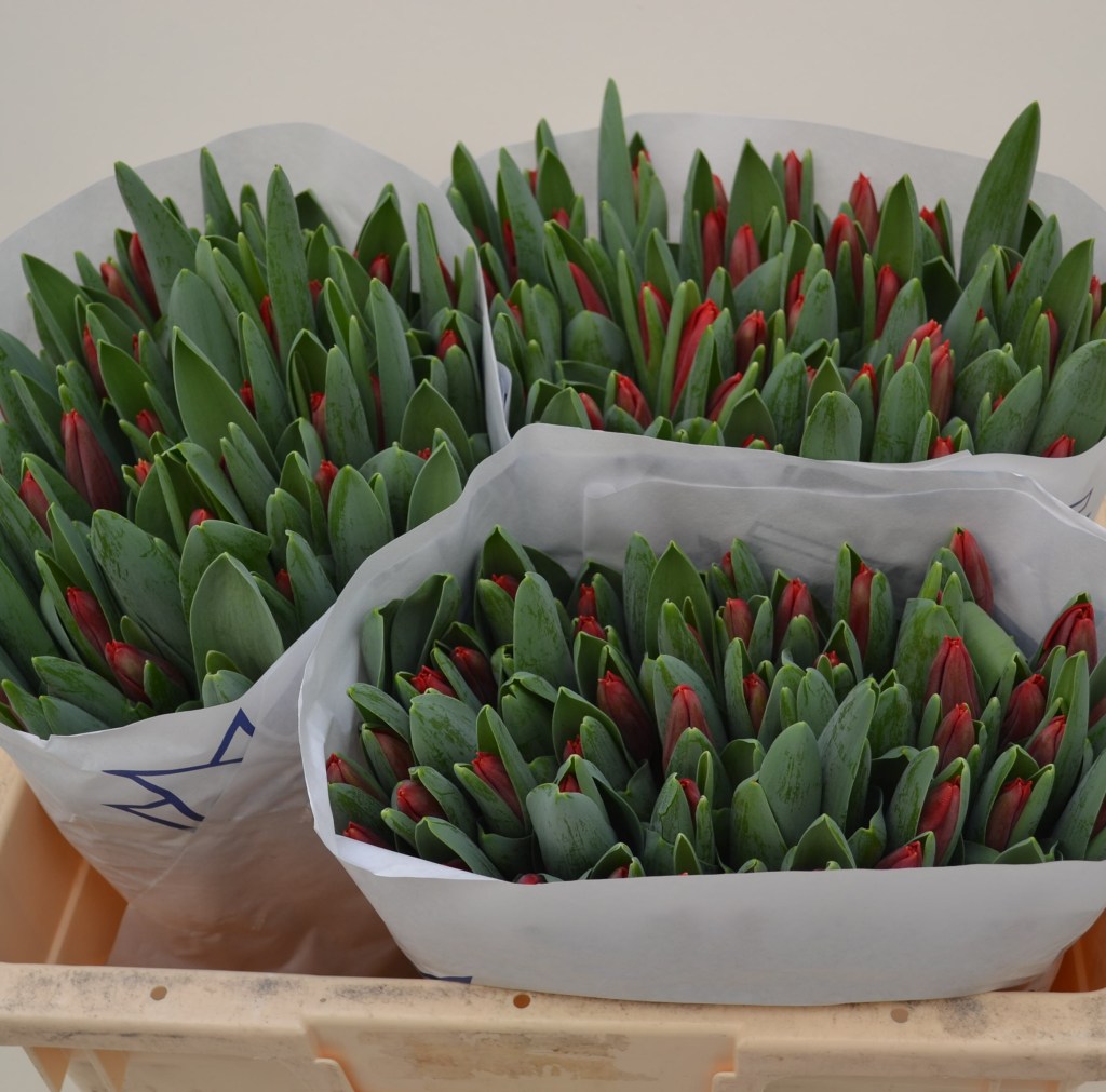 Gran_Reserva_Pak_Snoekbreeding