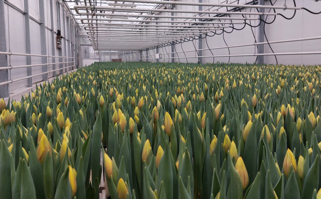 Tulpen in de kas